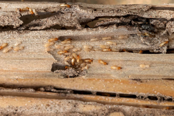 Best Mosquito Control Services  in Minnehaha, WA